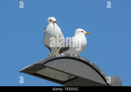 Ein paar gemeinsame Möwen Larus Canus stehend auf einer Straßenlaterne Stockfoto