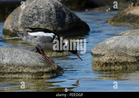 Männliche Red-breasted Prototyp Mergus Serrator verlassen einen Felsen Stockfoto