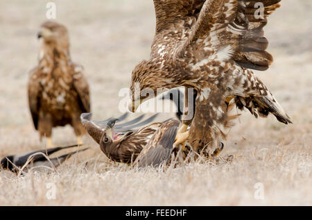 Seeadler über Nahrung kämpfen. Stockfoto