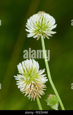 Berg-Klee Trifolium montanum Stockfoto