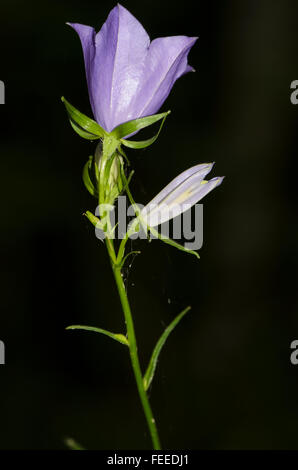 Pfirsich-blättrige Glockenblume Campanula persicifolia Stockfoto