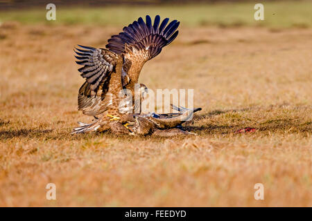 Seeadler über Nahrung kämpfen. Stockfoto