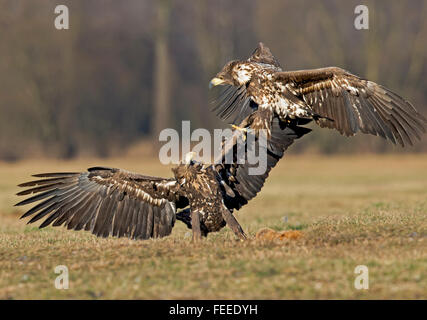 Seeadler über Nahrung kämpfen. Stockfoto