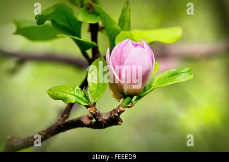 Eine Knospe der Magnolie nur bereit zu platzen, Frühlings-Hintergrund Stockfoto