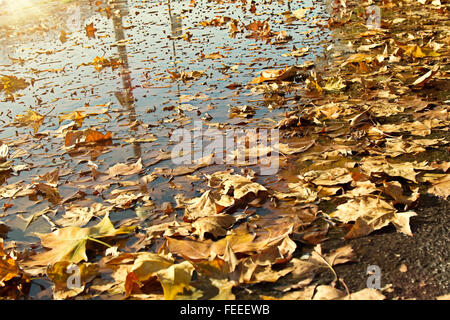 Gefallenen gelbes Blatt im Wasser, im Herbst Szene Stockfoto