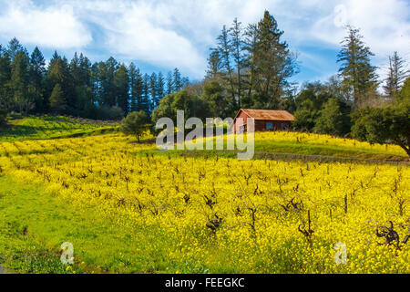 Alte Rebe Zinfandel Weinberg mit Senf Hang und rustikale Scheune Stockfoto