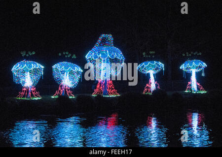 London, UK, 3. Februar 2016, magische Laterne-Festival öffnet um Chiswick House Gardens. Großbritanniens erste chinesische Laternenfest Stockfoto