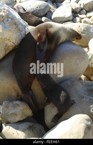 New Zealand Seebär Krankenpflege eine Kalb am Ohau Point, Kaikoura, Neuseeland. Stockfoto