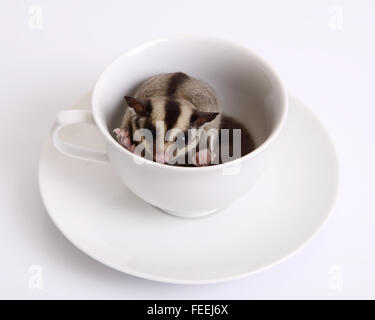 Flughörnchen oder Sugarglider in eine keramische Tasse Kaffee auf weißem Hintergrund. Stockfoto
