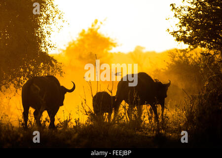 Büffel in der bushveld Stockfoto