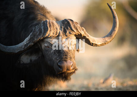 Büffel in der bushveld Stockfoto