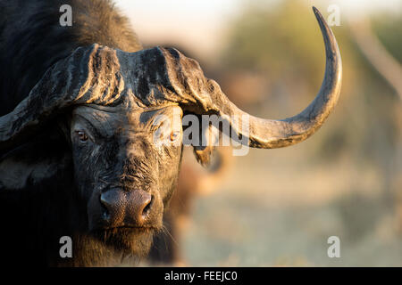 Büffel in der bushveld Stockfoto