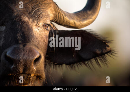 Büffel in der bushveld Stockfoto