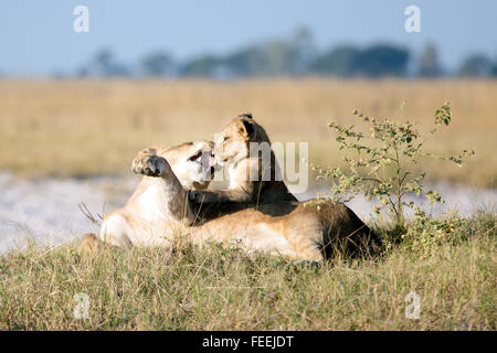 Eine Löwin spielt mit ihr junges Stockfoto