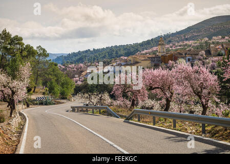 Malerische Bergstraße, die entlang der blühenden Mandelbäume Plantagen, Costa Blanca, Spanien Stockfoto