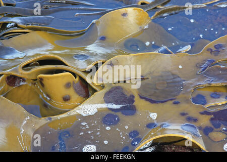 eine enorme Menge des Ozeans Kelp fand in Neuseeland Stockfoto