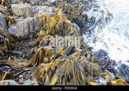 eine enorme Menge des Ozeans Kelp fand in Neuseeland Stockfoto
