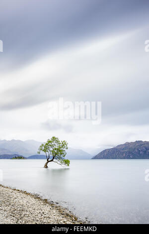 Eine Weidenbaum wächst in Lake Wanaka, Neuseeland Stockfoto