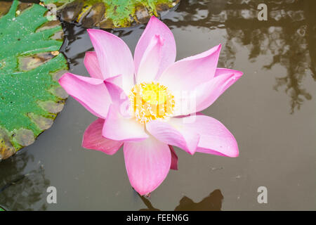 Schöne rosa Lotusblume (Nelumbo SP.) in einem Teich Stockfoto