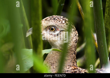 Eine weibliche Ring Necked Fasan (Phasianus Colchicus) späht heraus hinter hohen Grashalme. Stockfoto