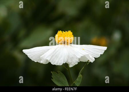 Ein einzelner Baum Mohn (Romneya Coulteri, Matilija Mohnblume). Stockfoto