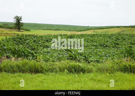 Ernteschäden.  Maisfelder zeigt umfangreiche wind Schaden.  Eastern Iowa, in der Nähe von Dyersville, USA. Stockfoto