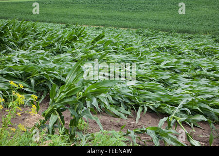 Ernteschäden.  Maisfelder zeigt umfangreiche wind Schaden.  Eastern Iowa, in der Nähe von Dyersville, USA. Stockfoto