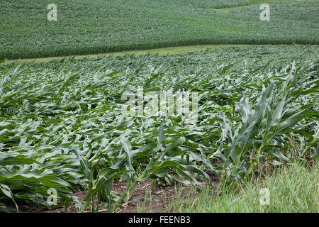 Ernteschäden.  Maisfelder zeigt umfangreiche wind Schaden.  Eastern Iowa, in der Nähe von Dyersville, USA. Stockfoto