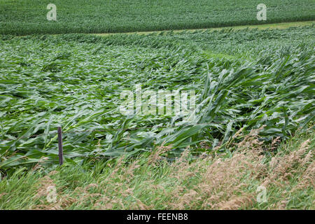 Ernteschäden.  Maisfelder zeigt umfangreiche wind Schaden.  Eastern Iowa, in der Nähe von Dyersville, USA. Stockfoto