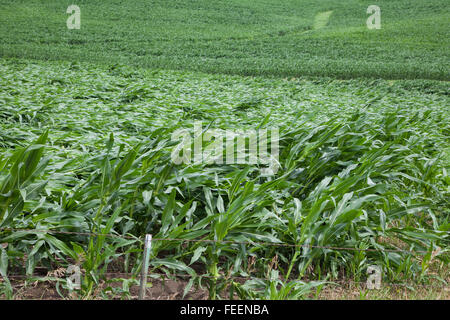 Ernteschäden.  Maisfelder zeigt umfangreiche wind Schaden.  Eastern Iowa, in der Nähe von Dyersville, USA. Stockfoto