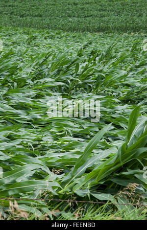 Ernteschäden.  Maisfelder zeigt umfangreiche wind Schaden.  Eastern Iowa, in der Nähe von Dyersville, USA. Stockfoto