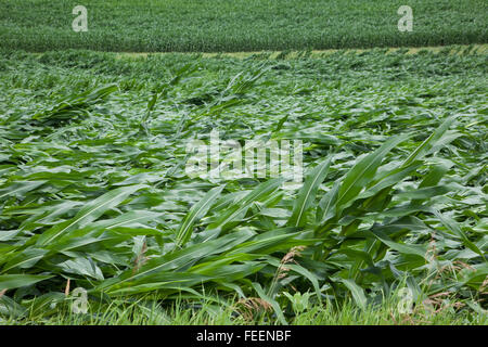 Ernteschäden.  Maisfelder zeigt umfangreiche wind Schaden.  Eastern Iowa, in der Nähe von Dyersville, USA. Stockfoto