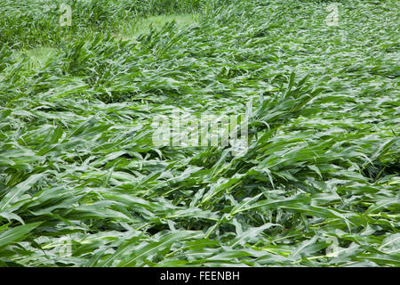 Ernteschäden.  Maisfelder zeigt umfangreiche wind Schaden.  Eastern Iowa, in der Nähe von Dyersville, USA. Stockfoto