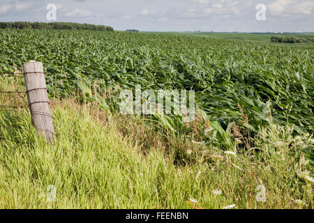 Ernteschäden.  Maisfelder zeigt umfangreiche wind Schaden.  Eastern Iowa, in der Nähe von Dyersville, USA. Stockfoto