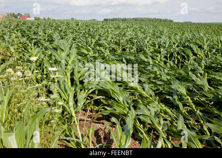 Ernteschäden.  Maisfelder zeigt umfangreiche wind Schaden.  Eastern Iowa, in der Nähe von Dyersville, USA. Stockfoto