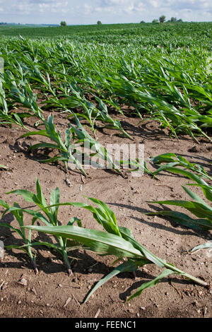 Ernteschäden.  Maisfelder zeigt umfangreiche wind Schaden.  Eastern Iowa, in der Nähe von Dyersville, USA. Stockfoto