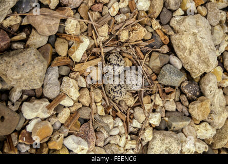 Der Natur Tarnung.  Ein Kildeer (Charadrius Vociferus) legt seinen Eiern in ein Nest umgeben von Kies neben Eingang eine Li Stockfoto