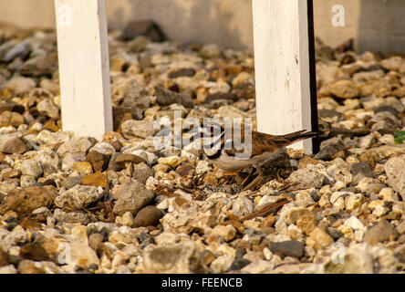 Der Natur Tarnung.  Ein Kildeer (Charadrius Vociferus) sitzt auf ihren Eiern in ein Nest umgeben von Kies neben dem Eingang zu einem Stockfoto