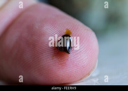 eine kleine, aber extrem potent Tropfen ätherisches Öl aus der Hanfpflanze auf eine Fingerspitze als Anfänger Dosis Nahaufnahme Stockfoto