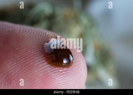 eine kleine, aber extrem potent Tropfen ätherisches Öl aus der Hanfpflanze auf eine Fingerspitze als Anfänger Dosis Nahaufnahme Stockfoto