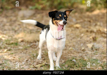 Dumme Hund ist ein netter glücklich kleine Welpen Hund im Freien suchen, lustig und albern mit Kulleraugen und seine Zunge hängt heraus. Stockfoto