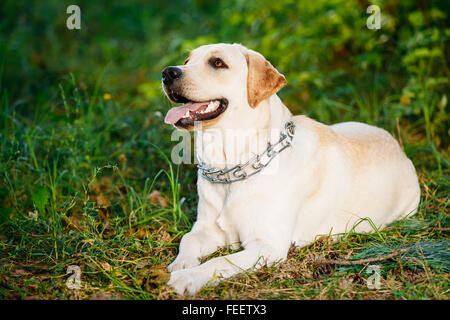 Weißen Labrador Retriever Hund liegen, ruhen auf der grünen Wiese im Park, im Wald, der Garten im Sommertag. Stockfoto