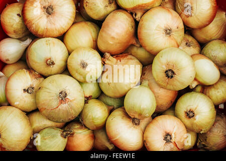 Rohe Reife gelbe Zwiebeln Haufen Hintergrund am lokalen Markt. Stockfoto