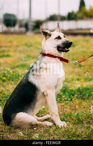 Osten europäischen Shepherd (VEO) (Weißrussisch Shepherd) - ist Hunderasse, die entwickelt wurde, um eine größere kältebeständig Bree zu erstellen Stockfoto
