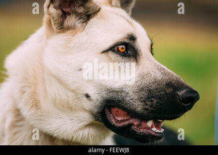 Osten europäischen Shepherd (VEO) (Weißrussisch Shepherd) - ist Hunderasse, die entwickelt wurde, um eine größere kältebeständig Bree zu erstellen Stockfoto