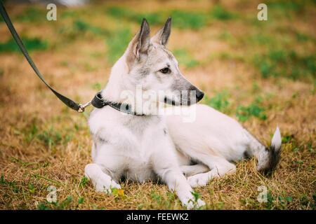 Einzelne schöne junge russische Laika Welpen Hund sitzen auf Trockenrasen. Herbstsaison. Laika bezieht sich auf eine Art von Jagdhunderasse noch Stockfoto