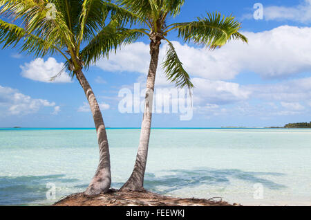 Palmen am blauen Lagune, Fakarava, Tuamotu-Inseln, Französisch-Polynesien Stockfoto