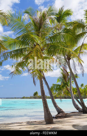 Palmen am grünen Lagune, Fakarava, Tuamotu-Inseln, Französisch-Polynesien Stockfoto