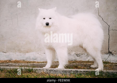 Weiße Samojede Bjelkier Hund stehen im Freien auf alten Steinmauer Hintergrund. Sibirische Rasse. Stockfoto