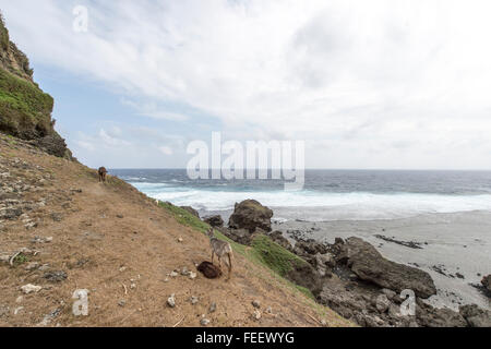 Die Schönheit der Felsformationen und Ozean bei Alapad oder Alepad Punkt in Batanes Insel, Philippinen. Stockfoto